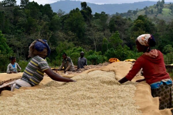 Ethiopia Sidamo Grade 2